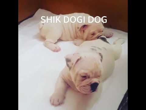 Official FCI-Kennel of BULLDOGS,  SHIK DOGI DOG!